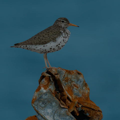 Spotted Sandpiper