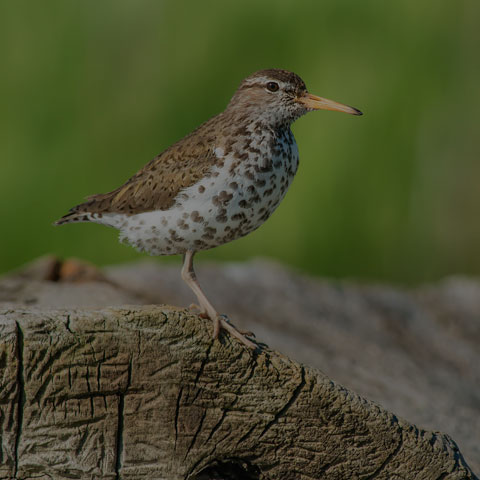 Spotted Sandpiper