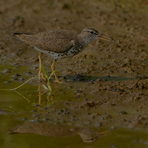 Spotted Sandpiper
