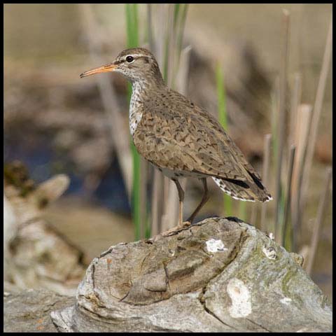 Spotted Sandpiper