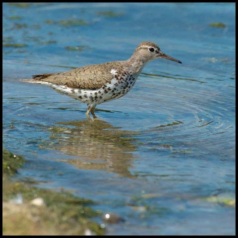Spotted Sandpiper