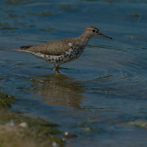 Spotted Sandpiper