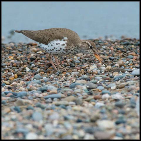 Spotted Sandpiper