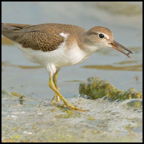 Spotted Sandpiper