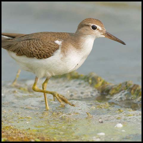 Spotted Sandpiper