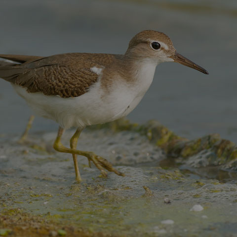 Spotted Sandpiper
