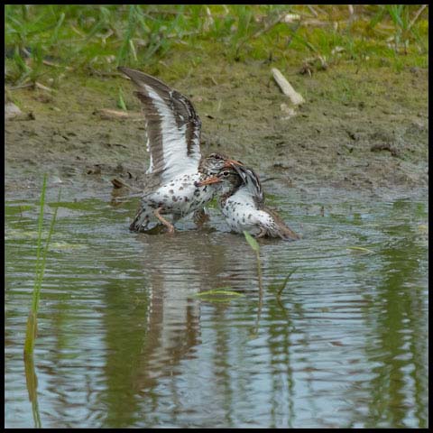 Spotted Sandpiper