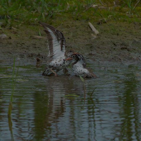 Spotted Sandpiper