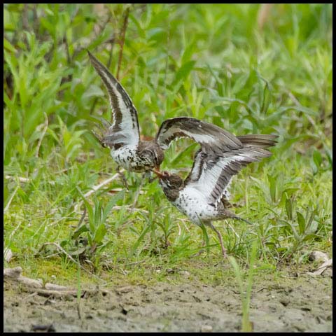 Spotted Sandpiper