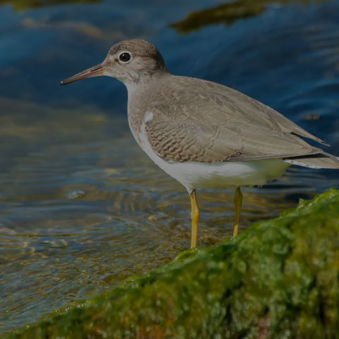 Spotted Sandpiper
