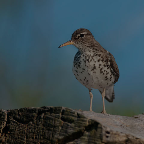 Spotted Sandpiper