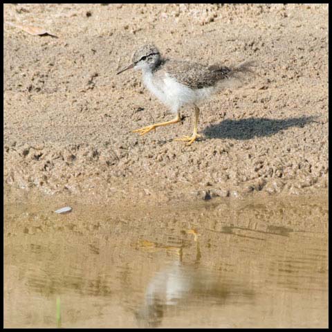 Spotted Sandpiper