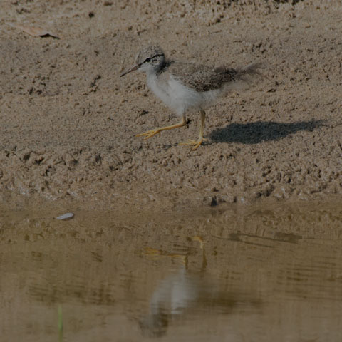 Spotted Sandpiper
