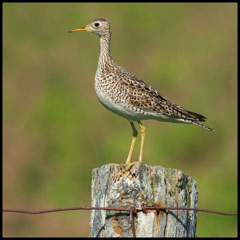 Upland Sandpiper
