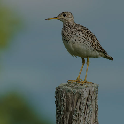 Upland Sandpiper
