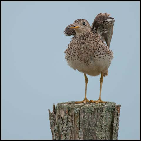 Upland Sandpiper