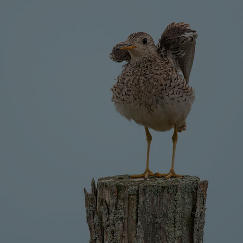 Upland Sandpiper