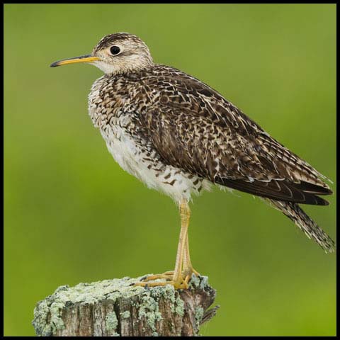 Upland Sandpiper