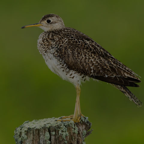 Upland Sandpiper