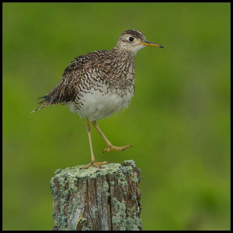 Upland Sandpiper