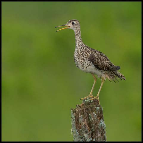 Upland Sandpiper