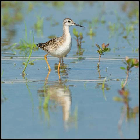 Wilson's Phalarope