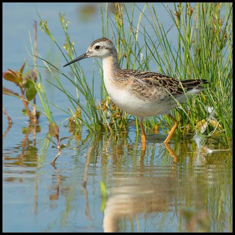 Wilson's Phalarope