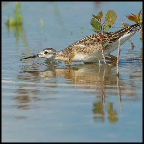 Wilson's Phalarope