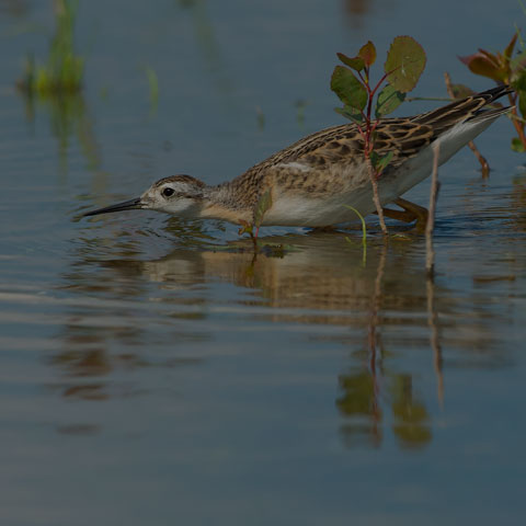 Wilson's Phalarope