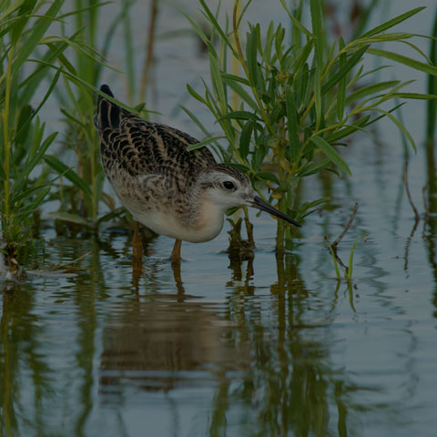 Wilson's Phalarope