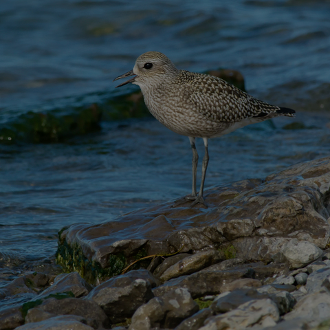 Black-bellied Plover