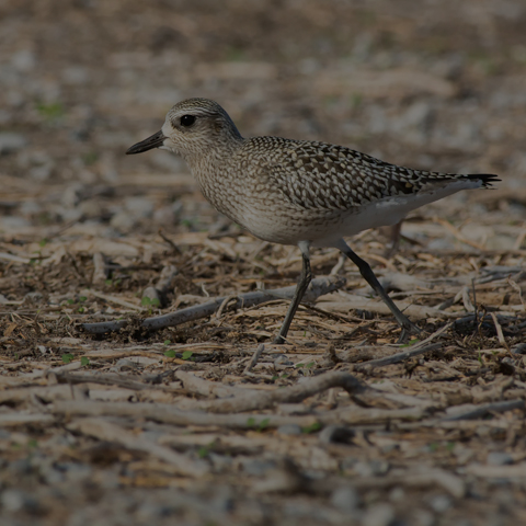 Black-bellied Plover