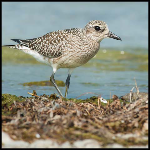 Black-bellied Plover