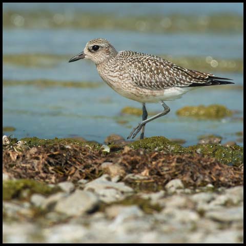 Black-bellied Plover