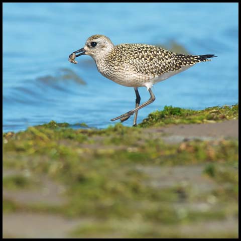 Black-bellied Plover