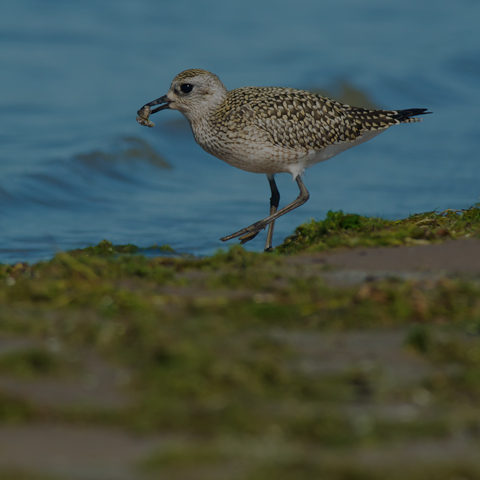 Black-bellied Plover