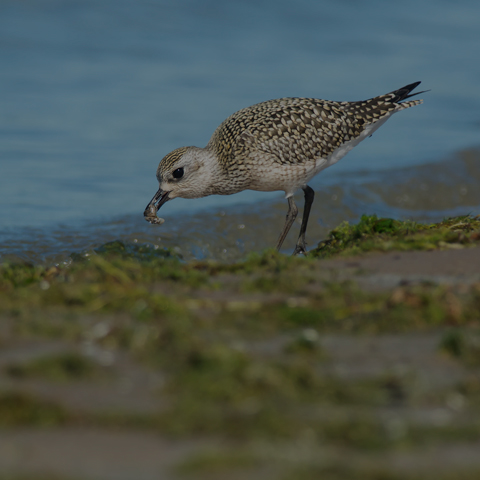 Black-bellied Plover
