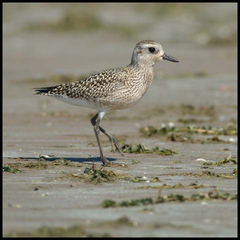 Black-bellied Plover