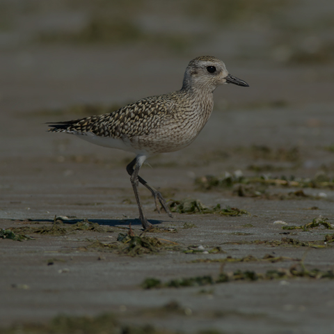 Black-bellied Plover