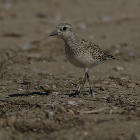 Black-bellied Plover