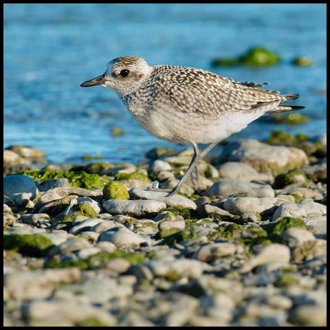 Black-bellied Plover