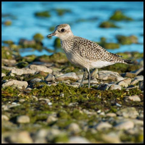 Black-bellied Plover