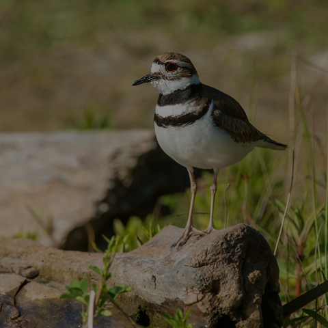 Killdeer