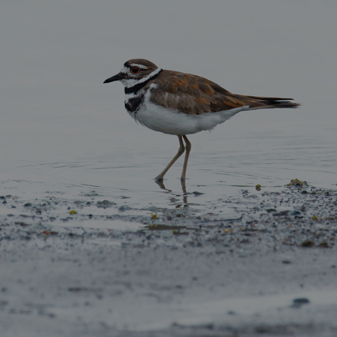 Killdeer