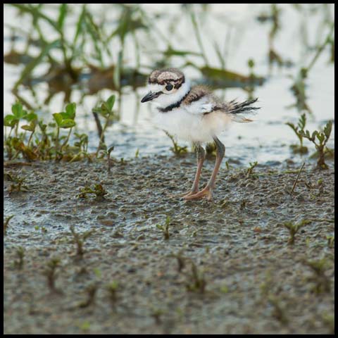 Killdeer