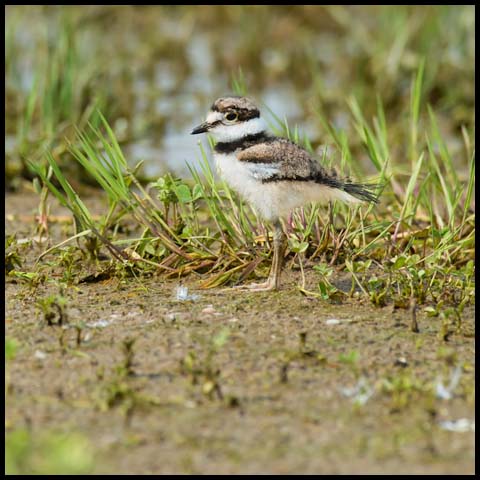 Killdeer