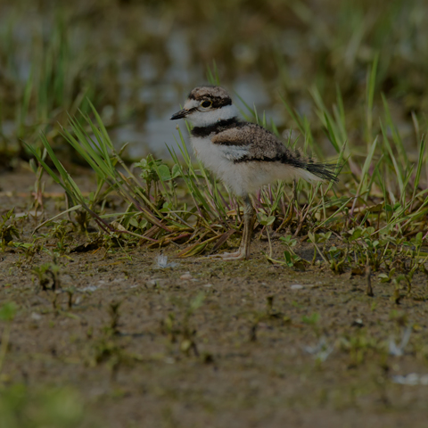 Killdeer