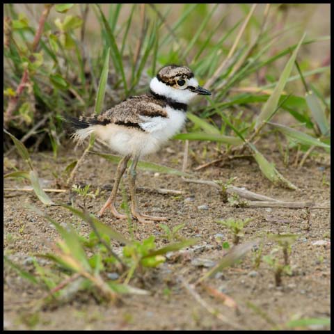 Killdeer