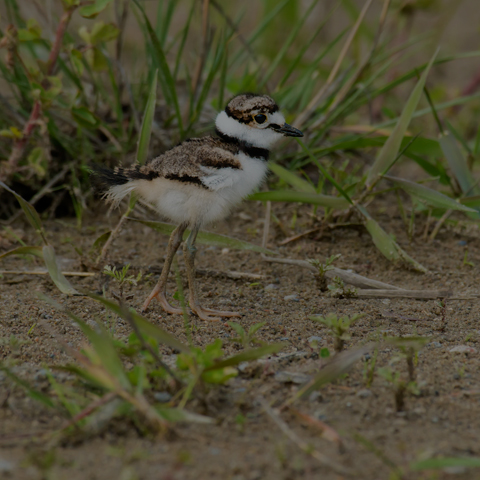 Killdeer