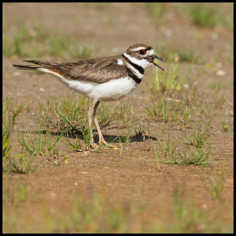 Killdeer